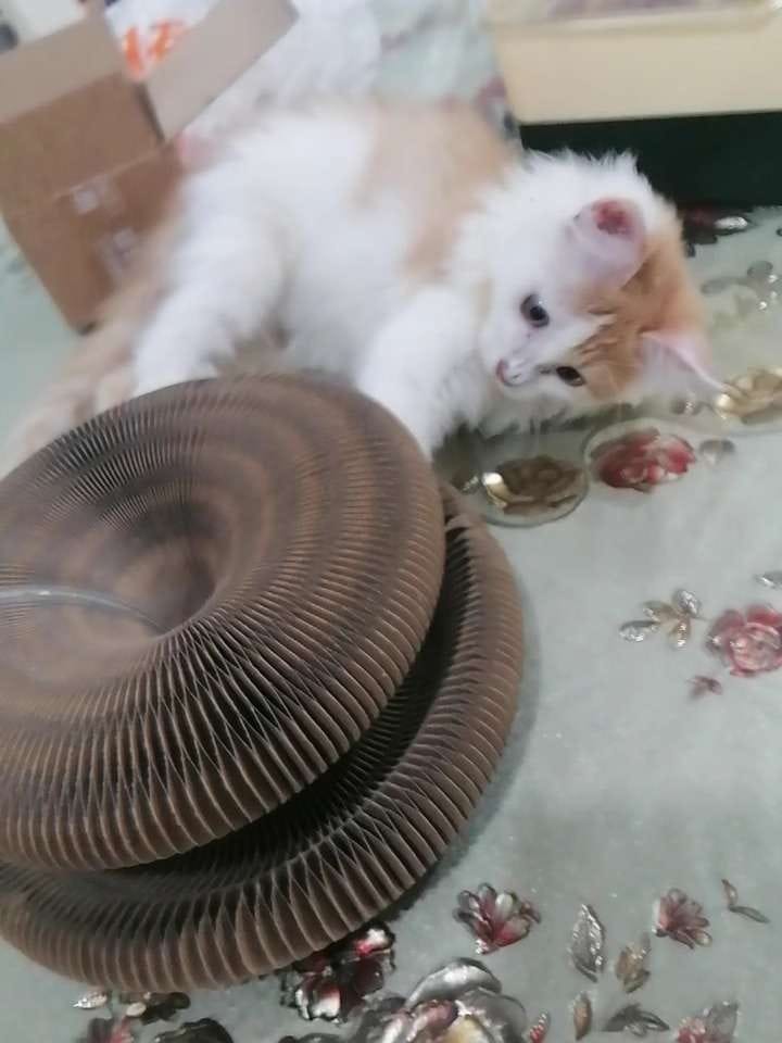 Customer photo review of İnteraktif Kedi Oyun Tüneli | Birleştirilebilir Tırmalama Oyuncağı