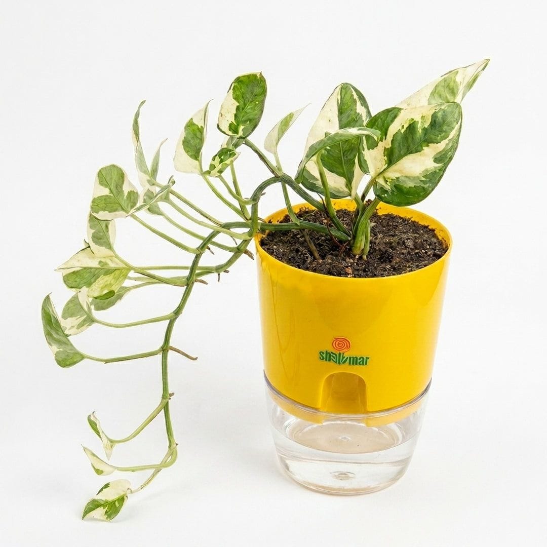 Customer photo review of Money Plant Pothos N' Joy in Self Watering pot