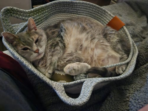 Customer's gray and white woven Instinct Basket holding a comfortable cat resting indoors.