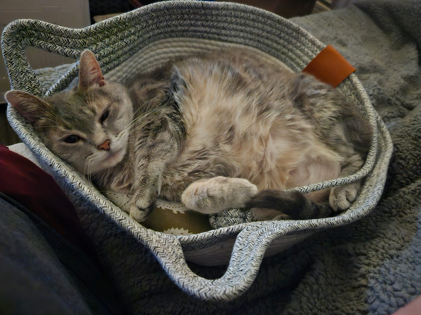 Customer photo review of Instinct Basket | Meet the first research-backed natural territory for indoor cats