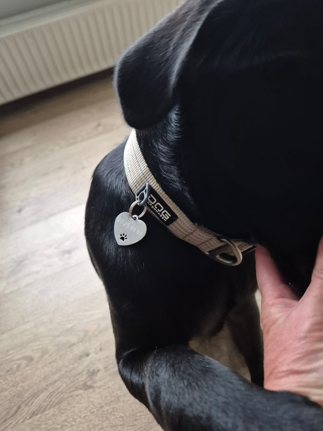Customer photo review of Dog Copenhagen Urban Style™ Halsbånd - Desert Dune
