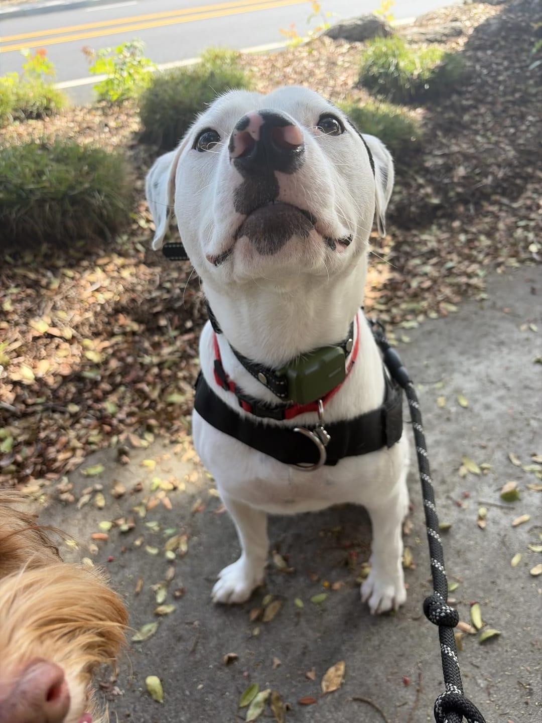 Customer photo review of Hundetrainingshalsband TrainPro
