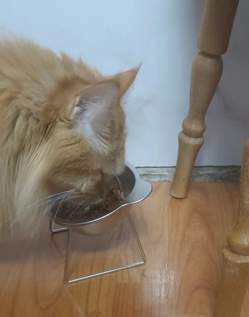 Customer photo review of Comedero ortopédico - Gato