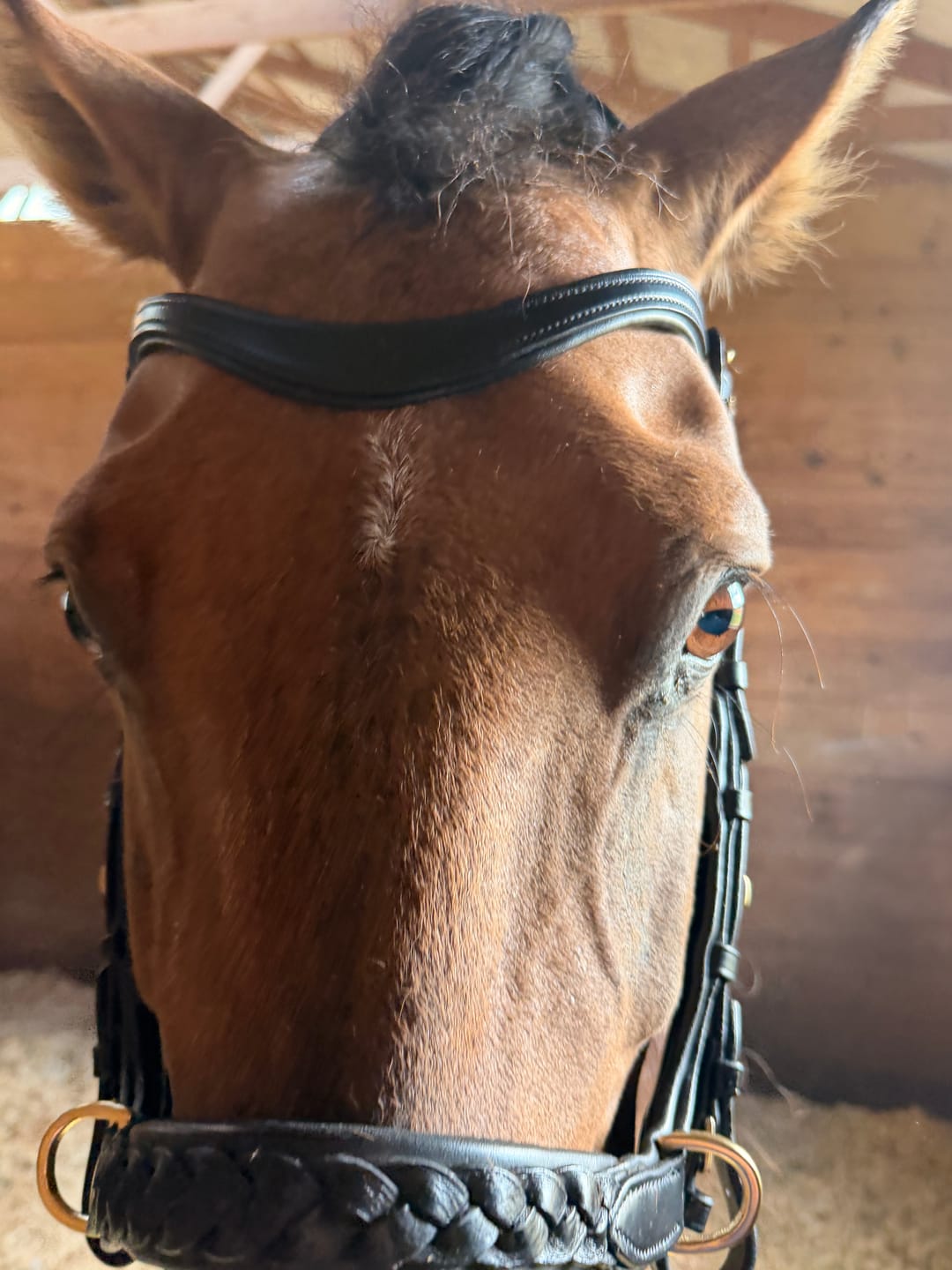 Customer photo review of Soft leather reins
