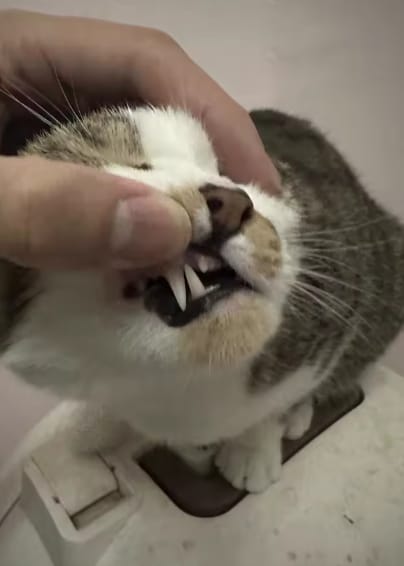 Customer photo review of Spray Dental Para Perros y Gatos