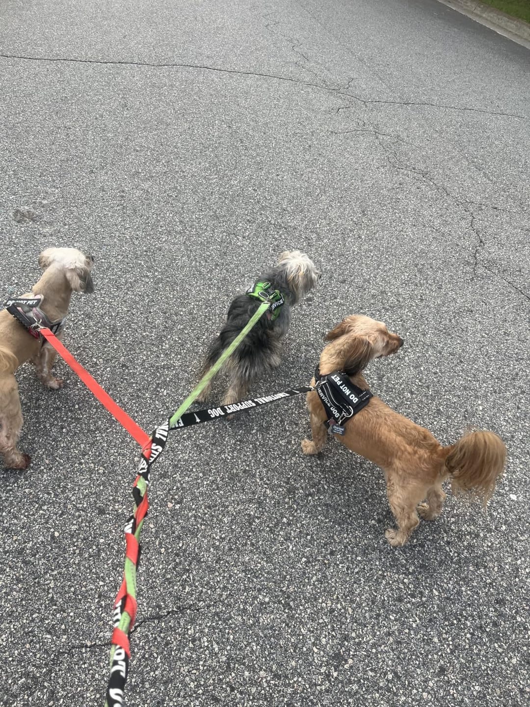 Customer photo review of 6-in-1 Fellpflege-Set GroomPro