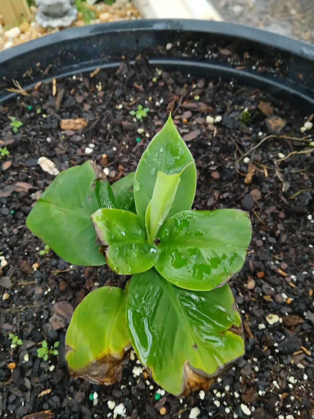 Customer photo review of Musa 'Truly Tiny' Banana