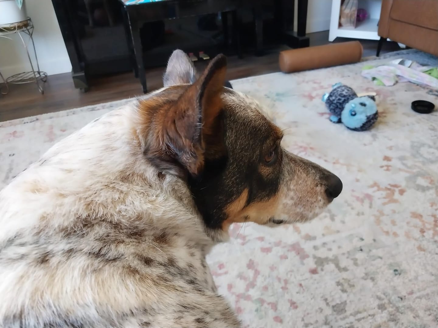 Customer photo review of LuckyDog™ Limpiador Eléctrico de Patas 360°