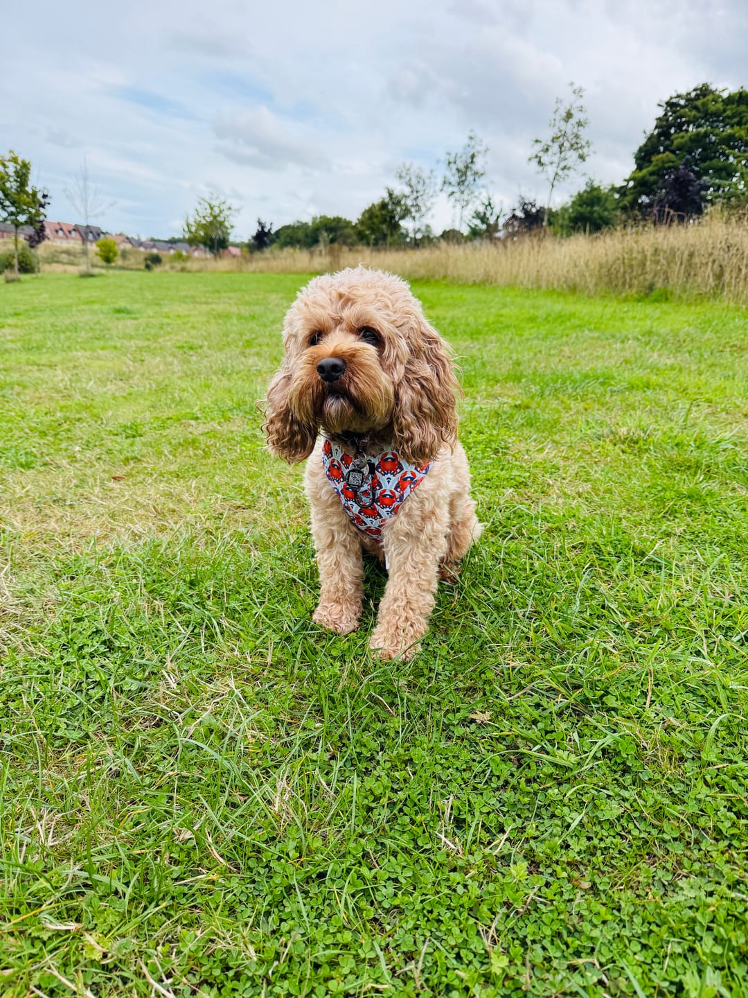 Customer photo review of Adjustable Dog Harness - Holy Crab