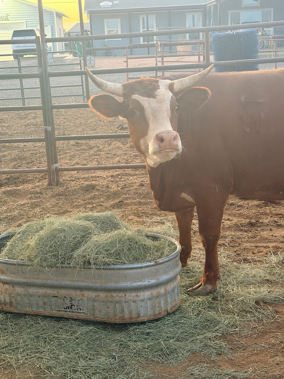 Customer photo review of Cattle Respiratory Relief & Immune Support - Clears Airways, Promotes Recovery & Strengthens The Immune System - Natural, Non-Drowsy Formula - 300+ Tablets