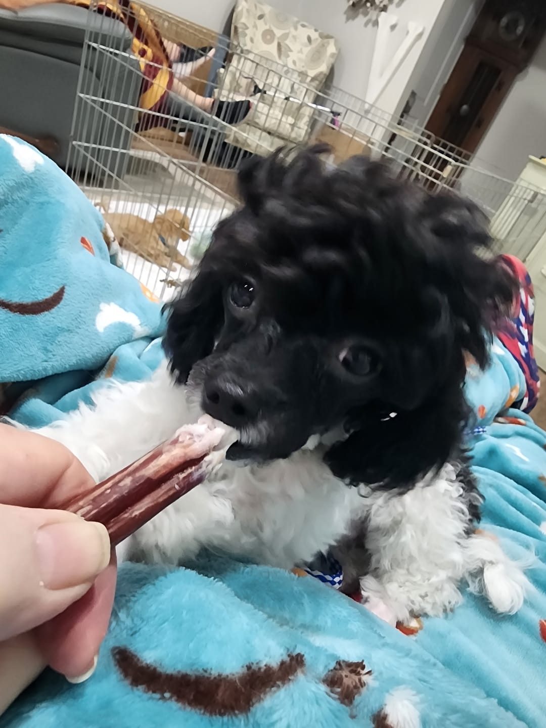 Customer photo review of 6 Inch Standard Bully Stick