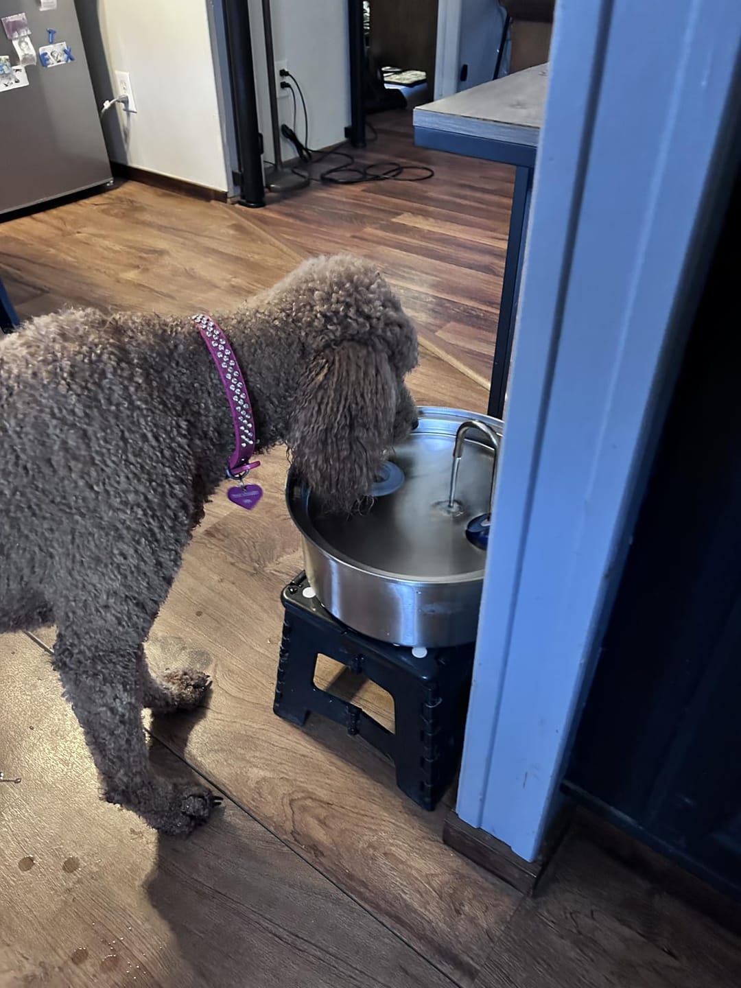 Customer photo review of Doggy FreshFlow™ Healthy Hydration 1