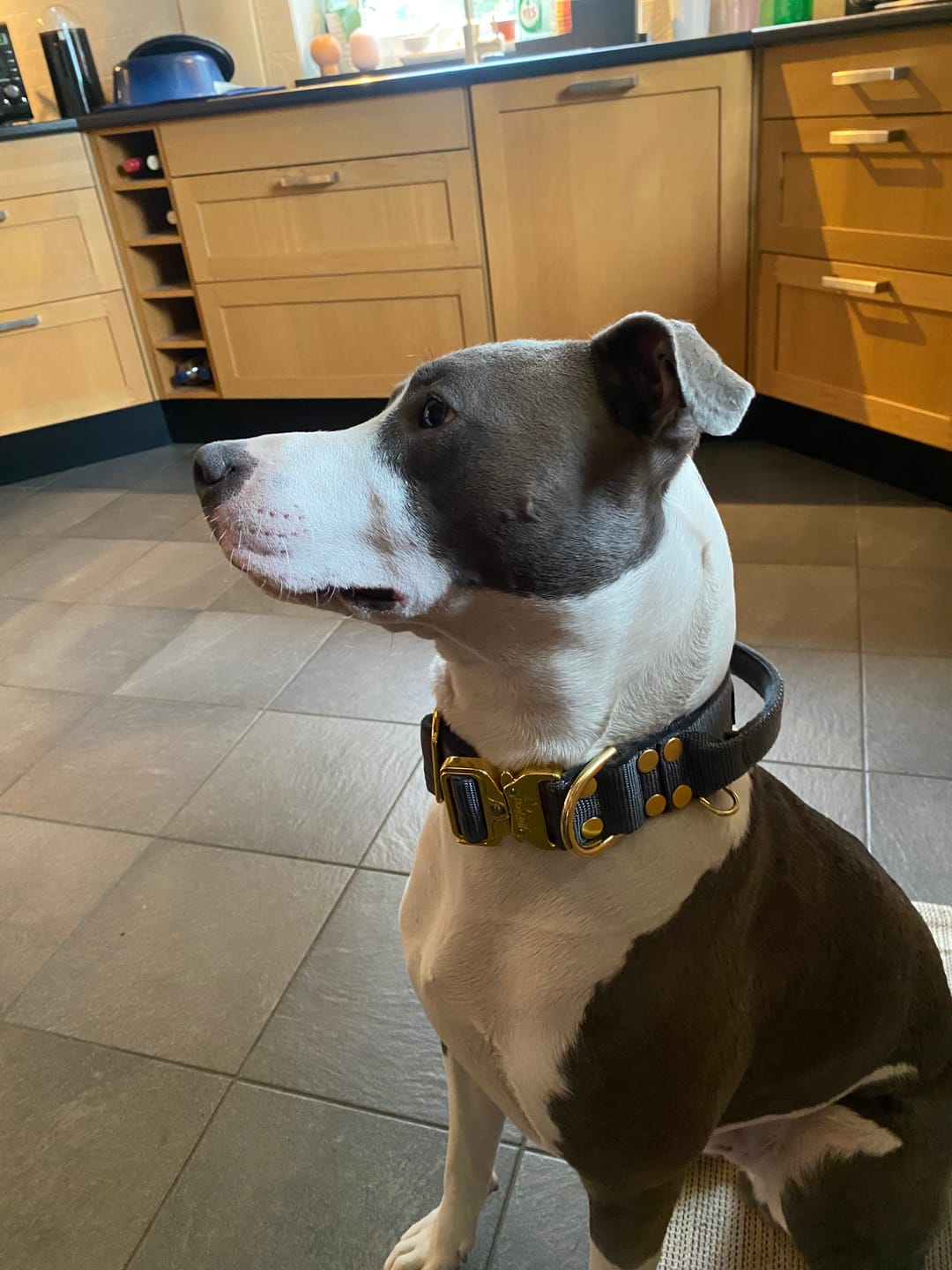Customer photo review of SALE Extreme Gold Buckle Dark Grey, Size M, Width 4cm, With handle