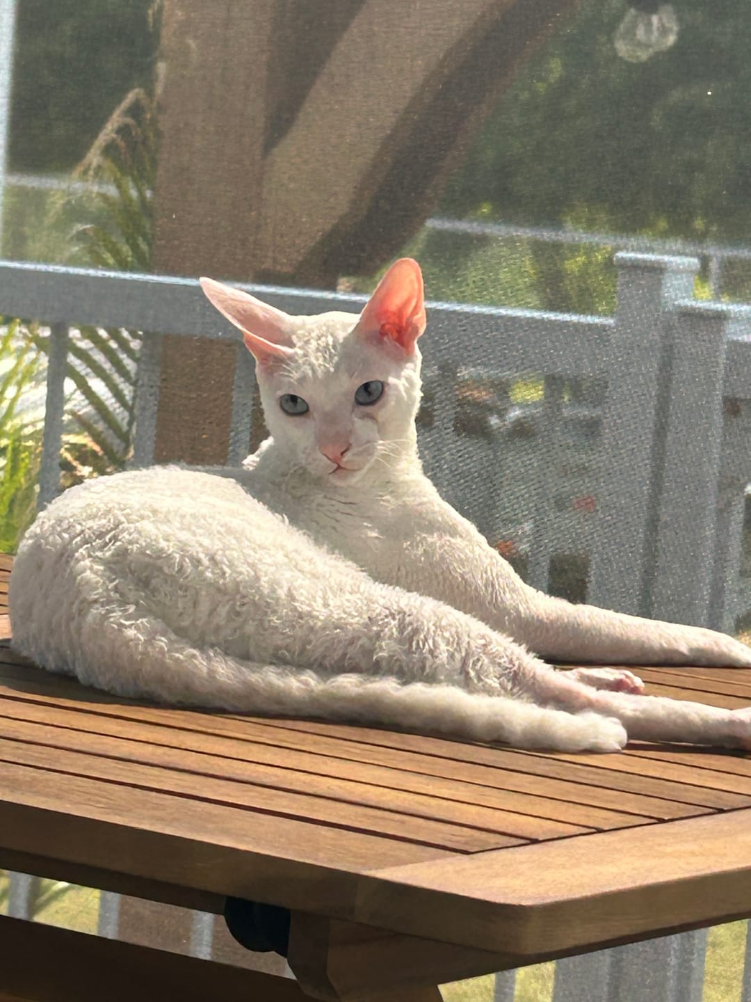 Customer photo review of PEASY (Stress, Anxiété, Nervosité) pour chiens et chats