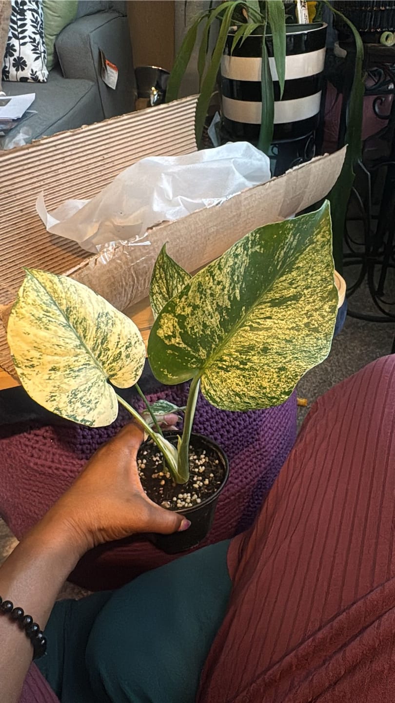 Customer photo review of Monstera 'Mint'