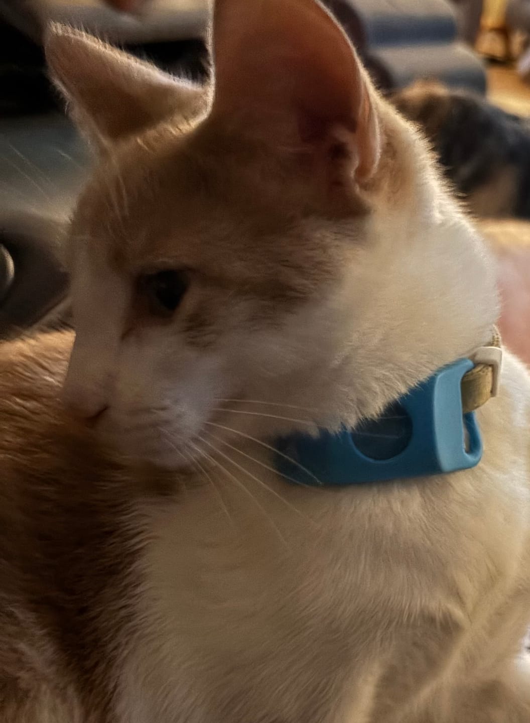 Customer photo review of FurLife™ 12 Months Flea and Tick Free