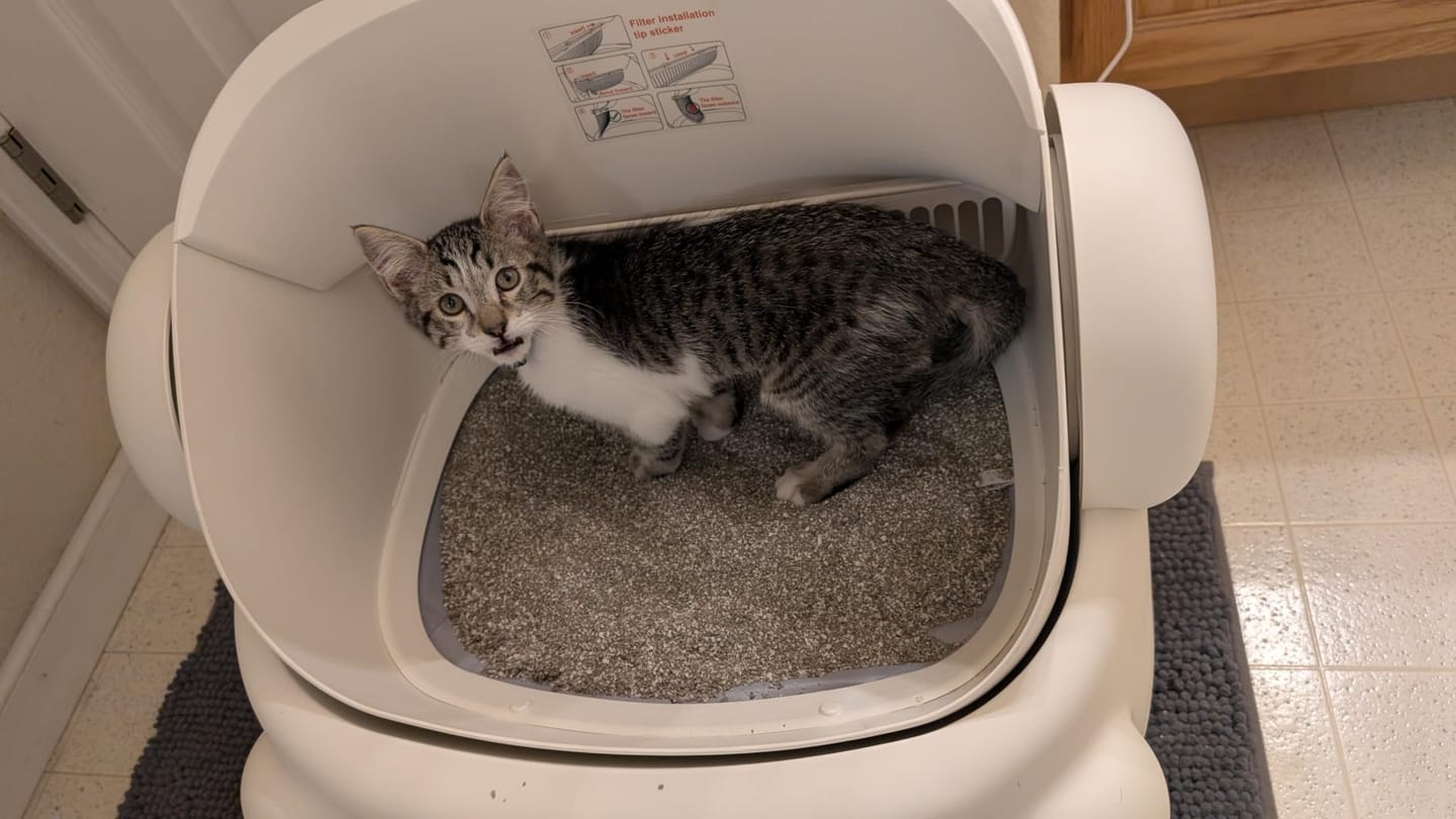 Customer photo review of CleanPaw Katzenklo Automatisch
