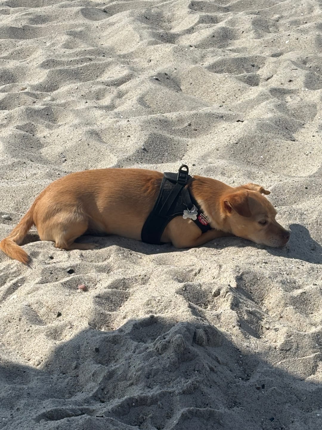 Customer photo review of Wurmtest Plus Hund