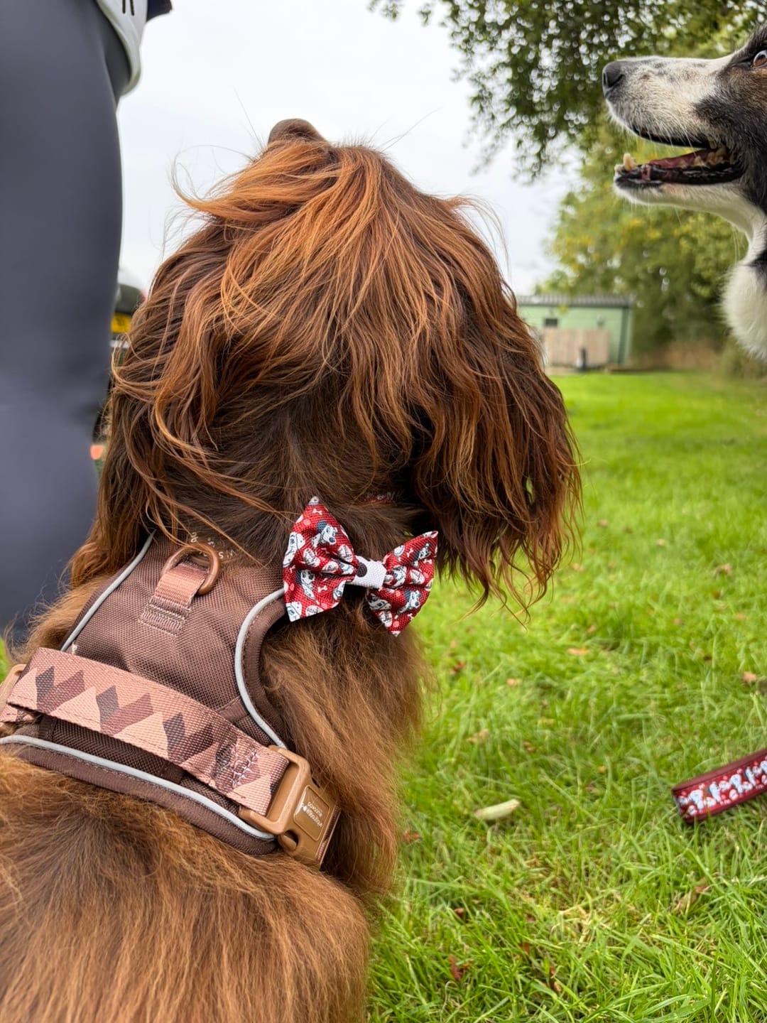 Customer photo review of Disney© Bow Tie - 101 Dalmatians