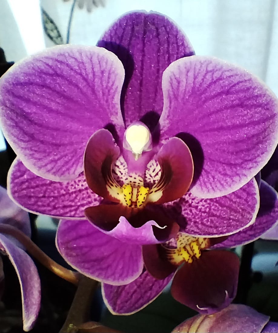Customer photo review of Orchideenerde für das Wachstum