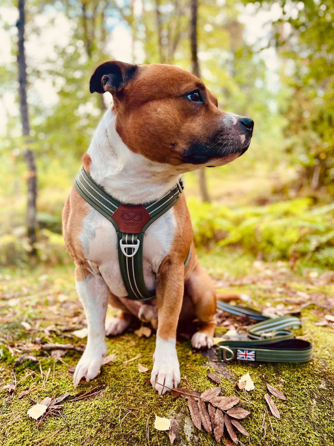 Customer photo review of Staffordshire Bull Terrier 1935® Harness & Leash Set - Green