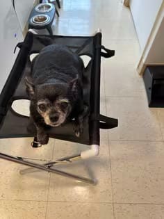 Customer photo review of VivaEase™ Foldable Pet Grooming Stand