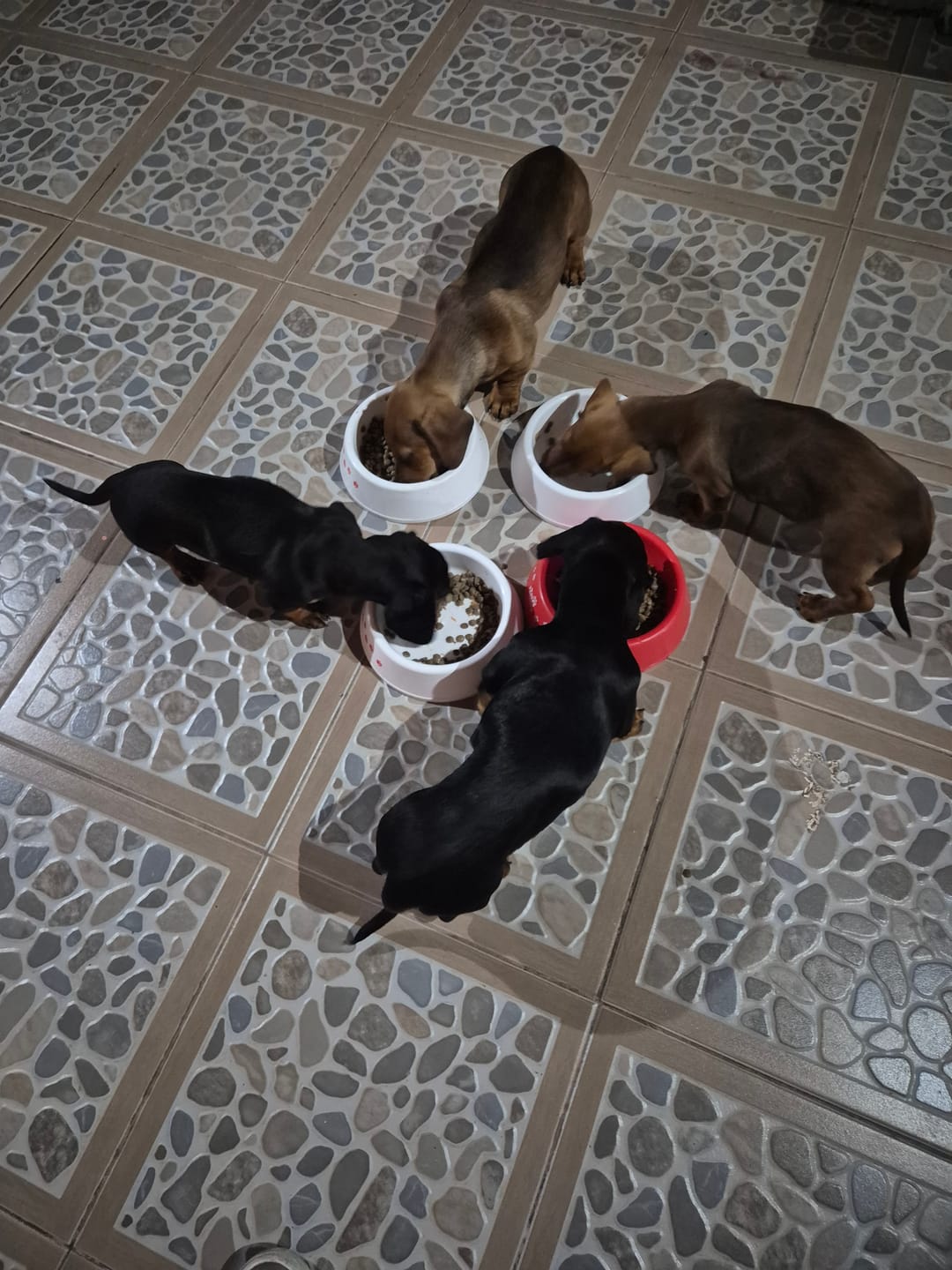 Customer photo review of PetFamily Foods Cachorros