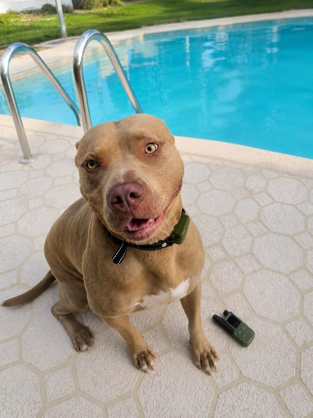 Customer photo review of Hundetrainingshalsband TrainPro