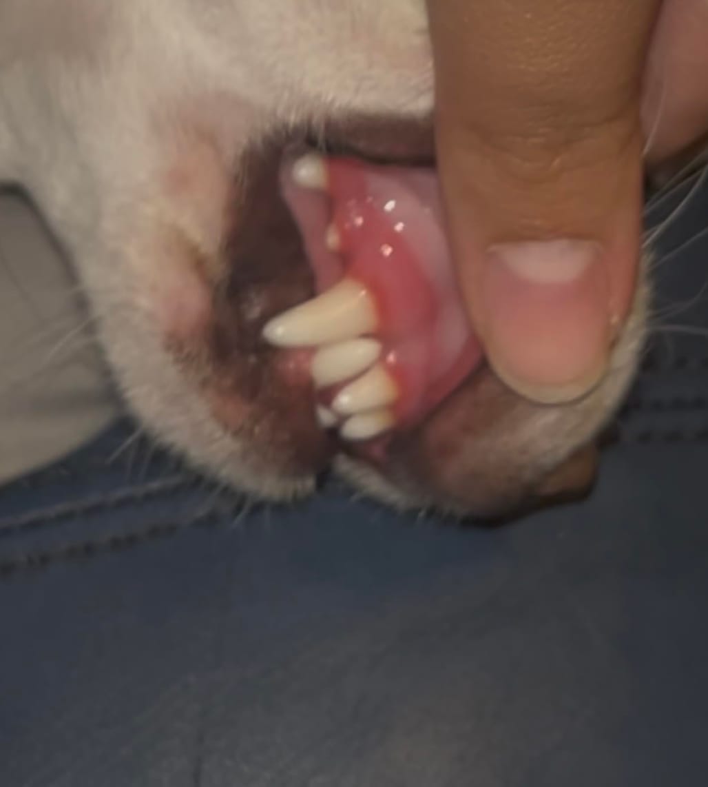 Customer photo review of Toallas Dentales Mascotas