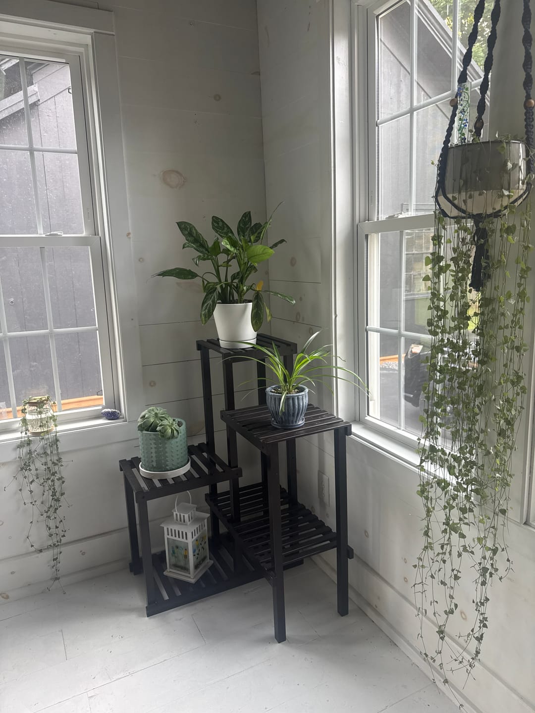 Customer photo review of Fungus Gnat Death Drops