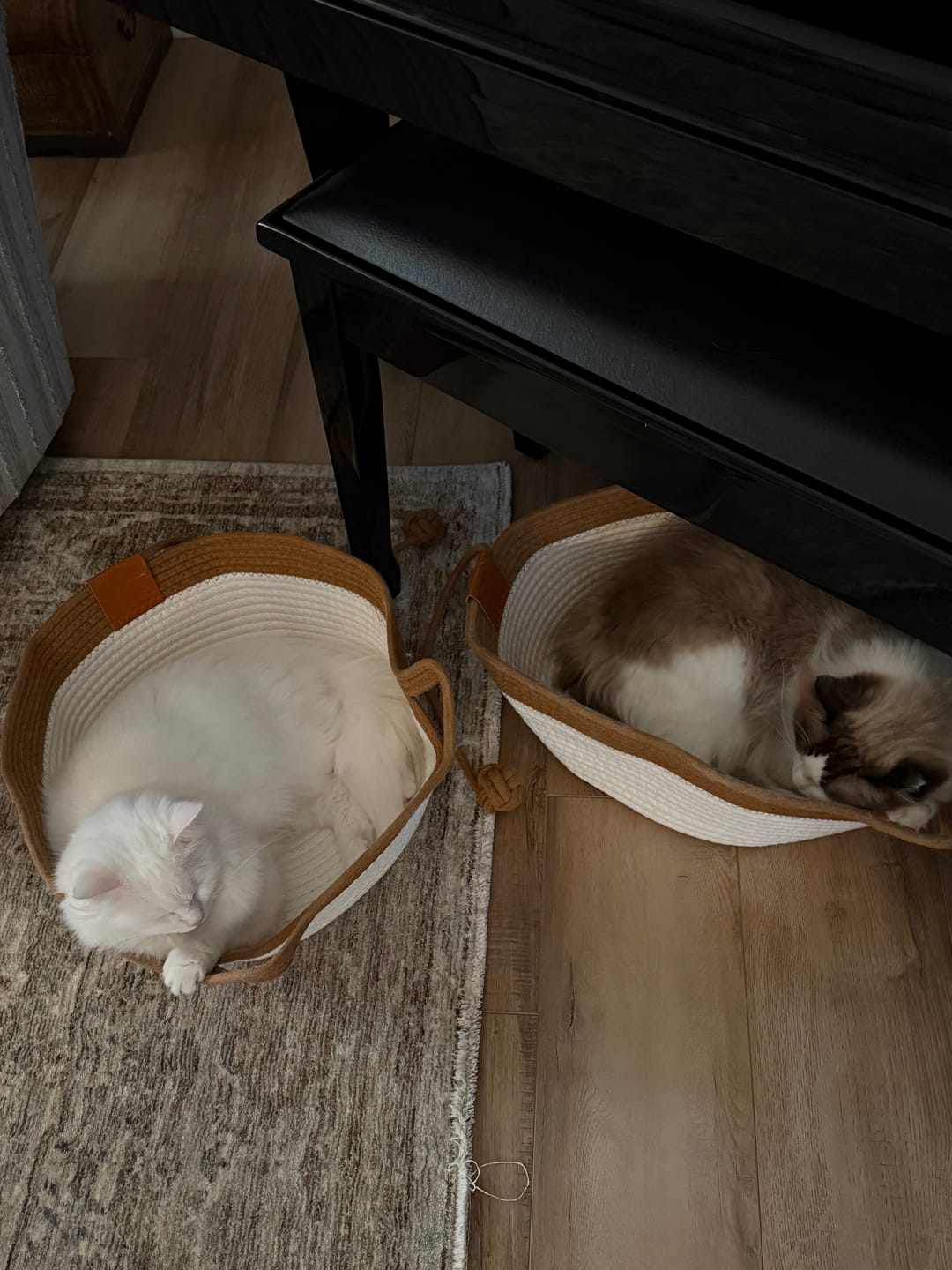 Customer photo review of Instinct Basket | Meet the first research-backed natural territory for indoor cats