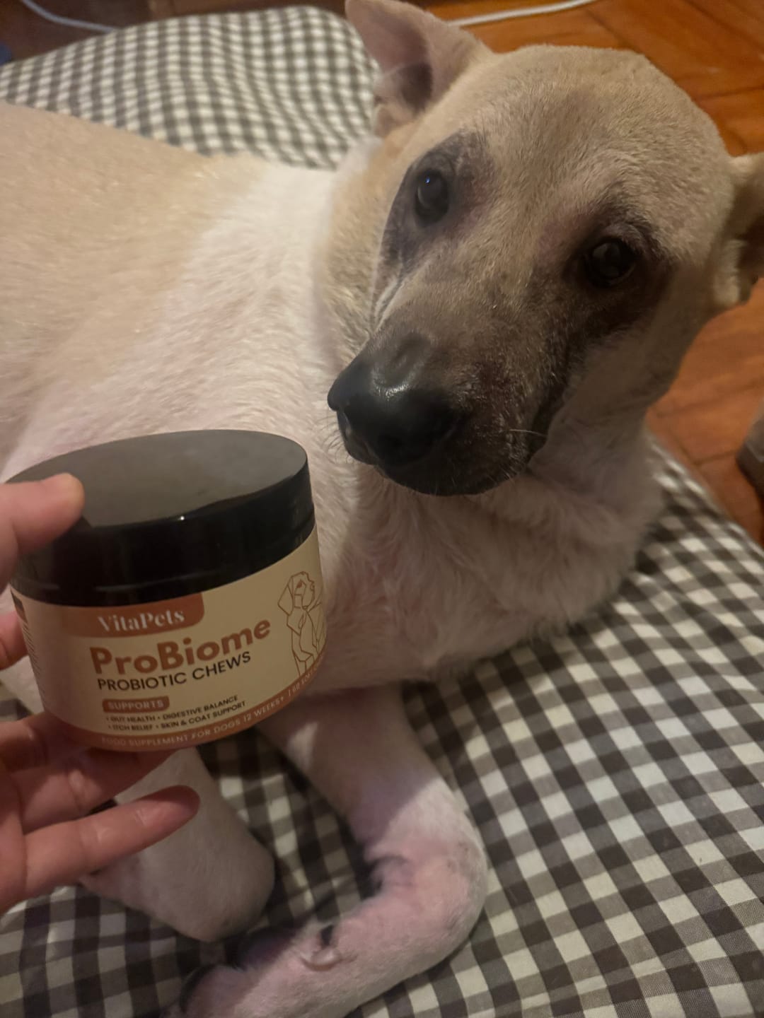 Customer photo review of ProBiome™狗狗益生菌軟粒