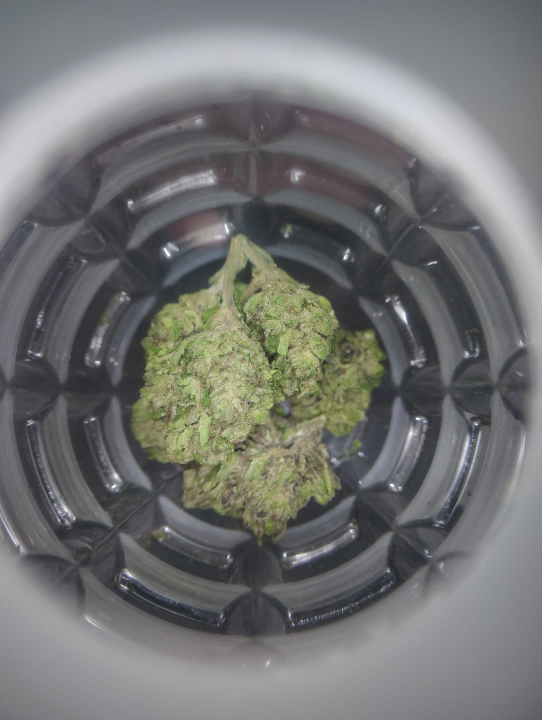 Customer photo review of Jet Fuel Gelato x Peach Rings - Bulk - Hybrid