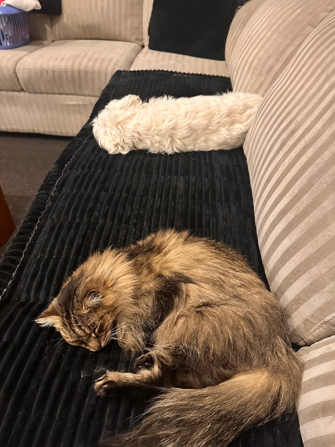 Customer photo review of Cosy Couch - Couch Cover