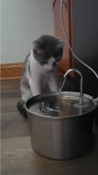 Customer photo review of Doggy FreshFlow™ Healthy Hydration 1