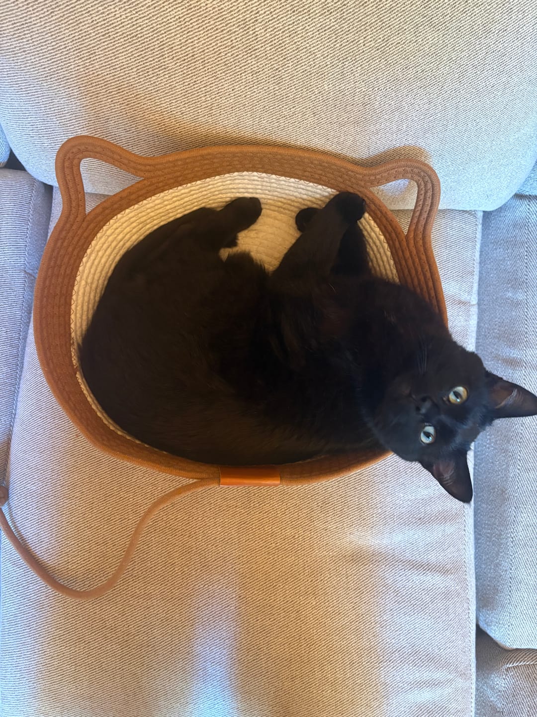 Customer photo review of Instinct Basket | Meet the first research-backed natural territory for indoor cats