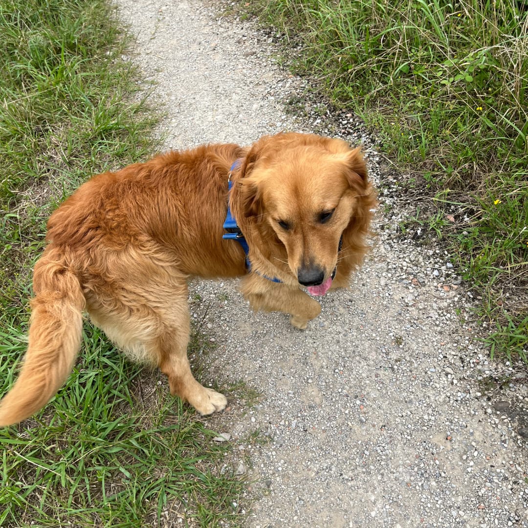 Customer photo review of LuckyDog™ Limpiador Eléctrico de Patas 360°