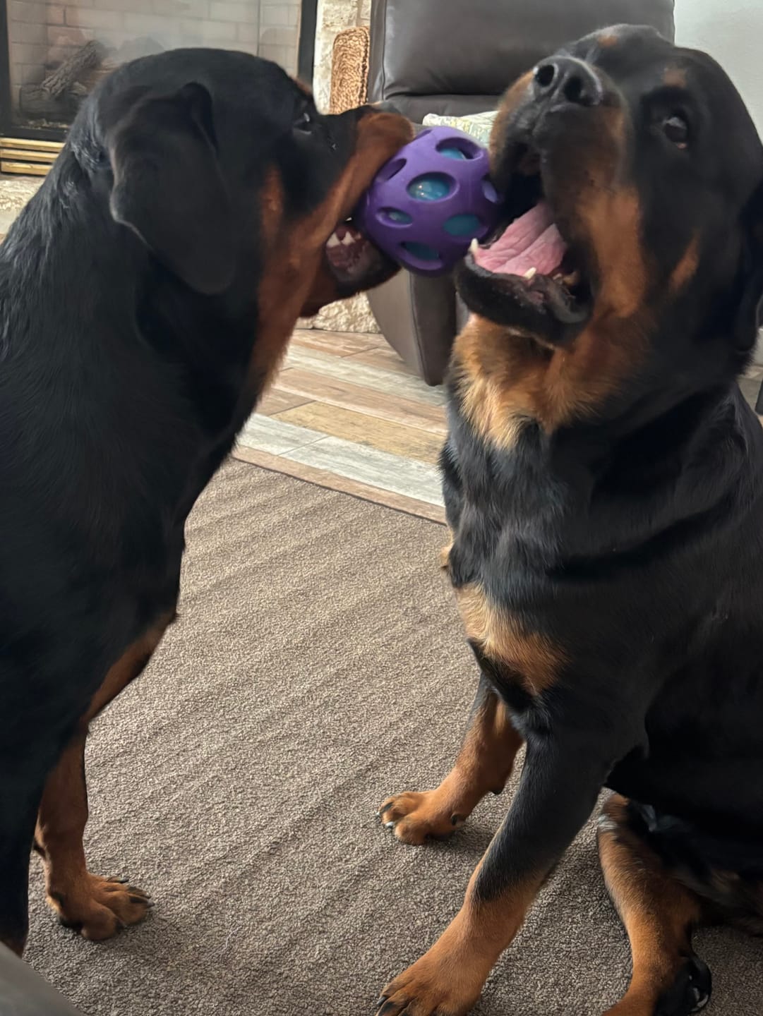 Customer photo review of OptiWize Collagen +Plus Dog and Cat Joint Health Supplement