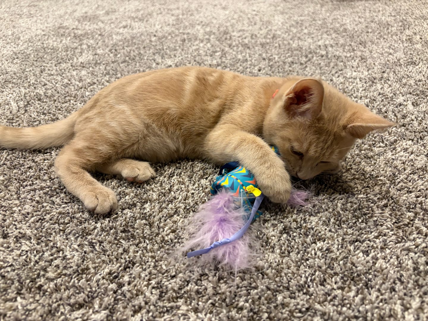 Customer photo review of KONG - Vibez Bat-A-Bout Roller With Feathers & Ribbons