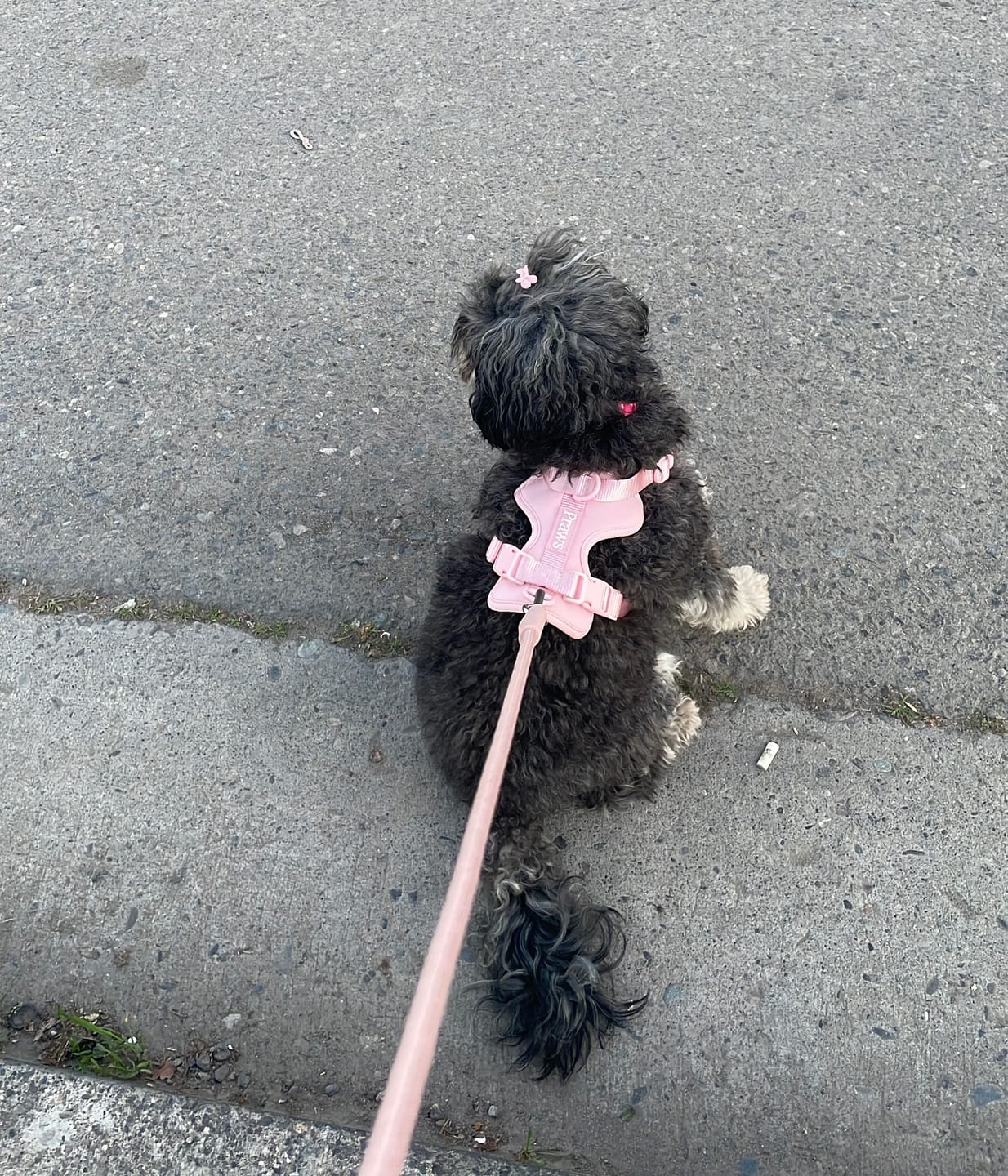 Customer photo review of Arnés Paws