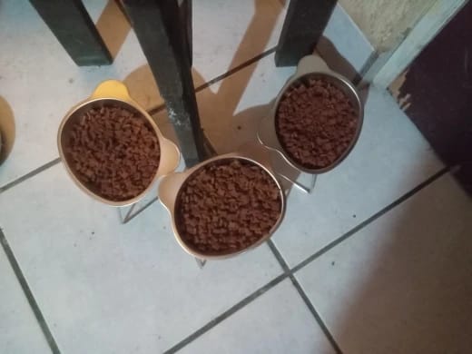 Customer photo review of Comedero ortopédico - Gato