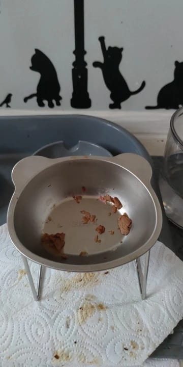 Customer photo review of Comedero ortopédico - Gato