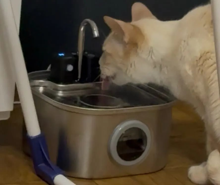 Customer photo review of 3.2L Pet Water Fountain – Wireless or Plug-In Options