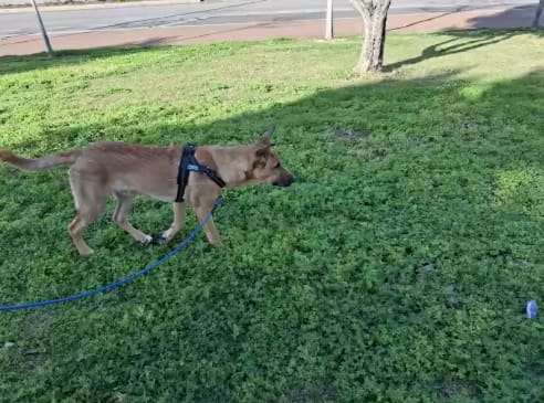 Customer photo review of DOGSPOKE™ RestEasy No Pull Dog Harness