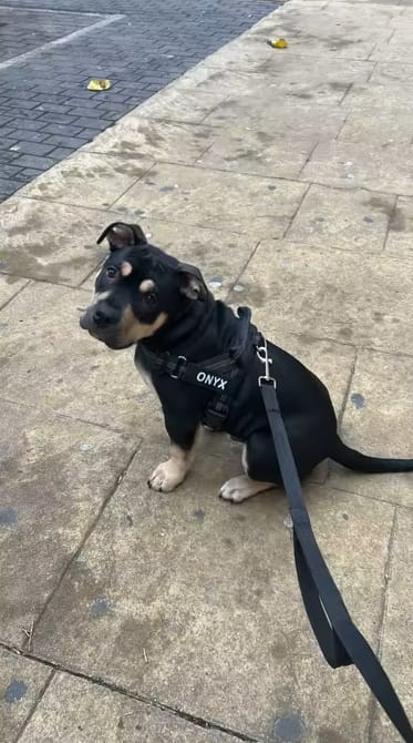 Customer photo review of DOGSPOKE™ RestEasy No Pull Dog Harness