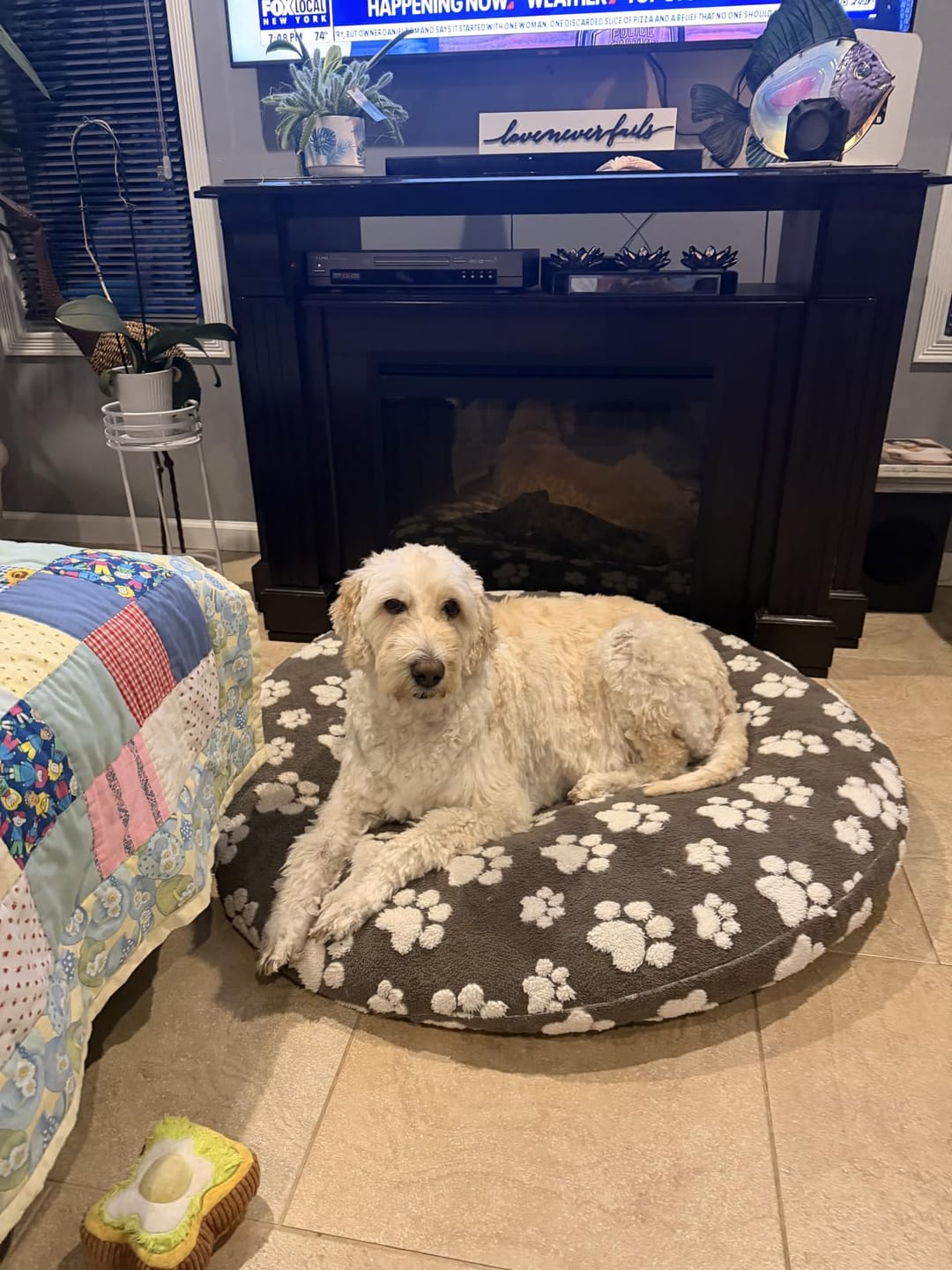 Customer photo review of Tierhaarschneider TrimEase