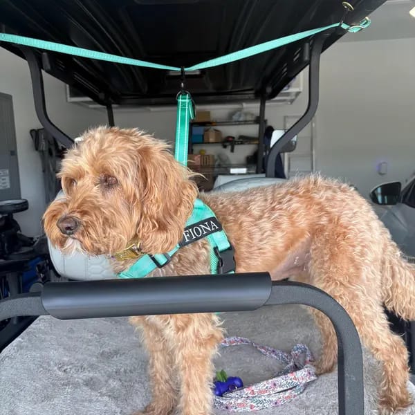 Customer photo review of DOGSPOKE™ RestEasy No Pull Dog Harness
