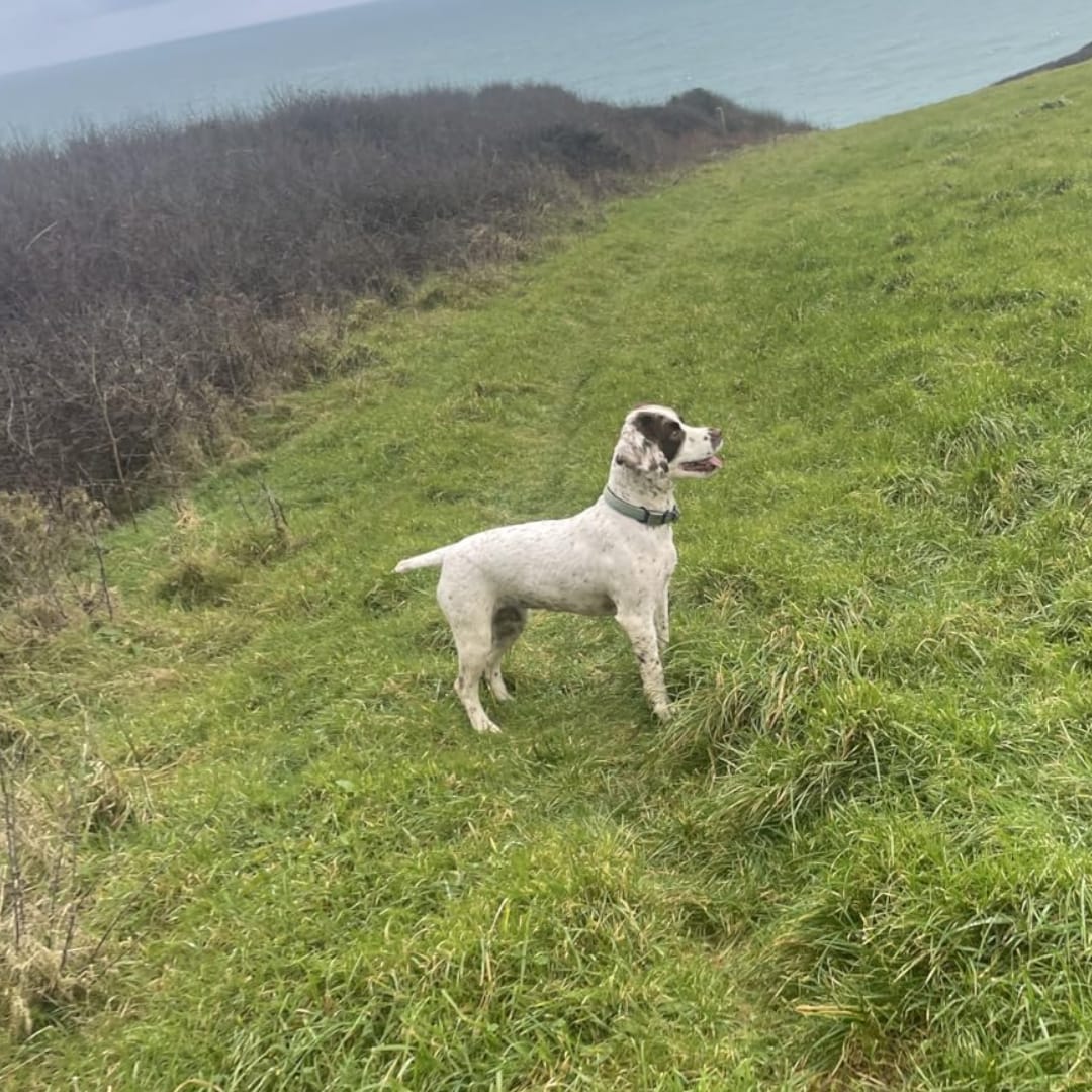 Customer photo review of LuckyDog™ Limpiador Eléctrico de Patas 360°