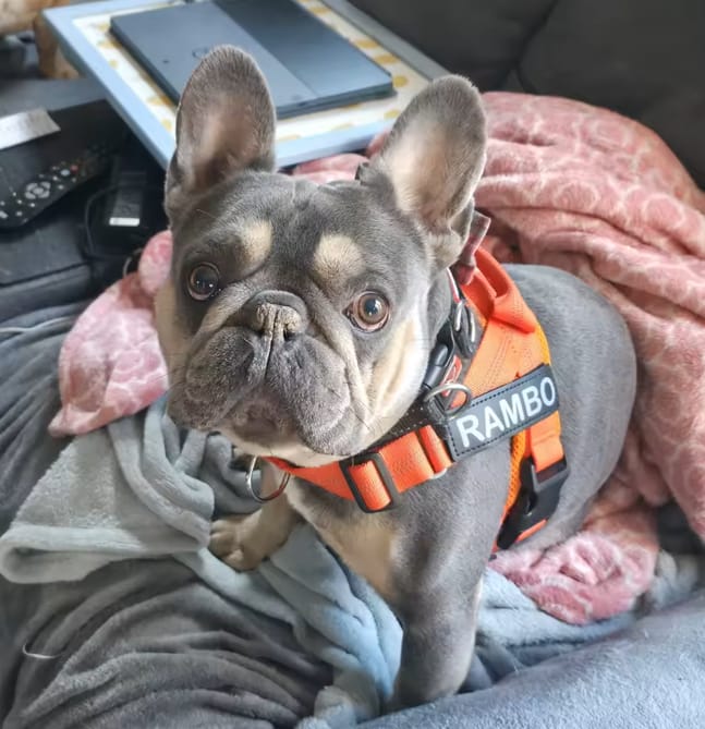 Customer photo review of DOGSPOKE™ RestEasy No Pull Dog Harness