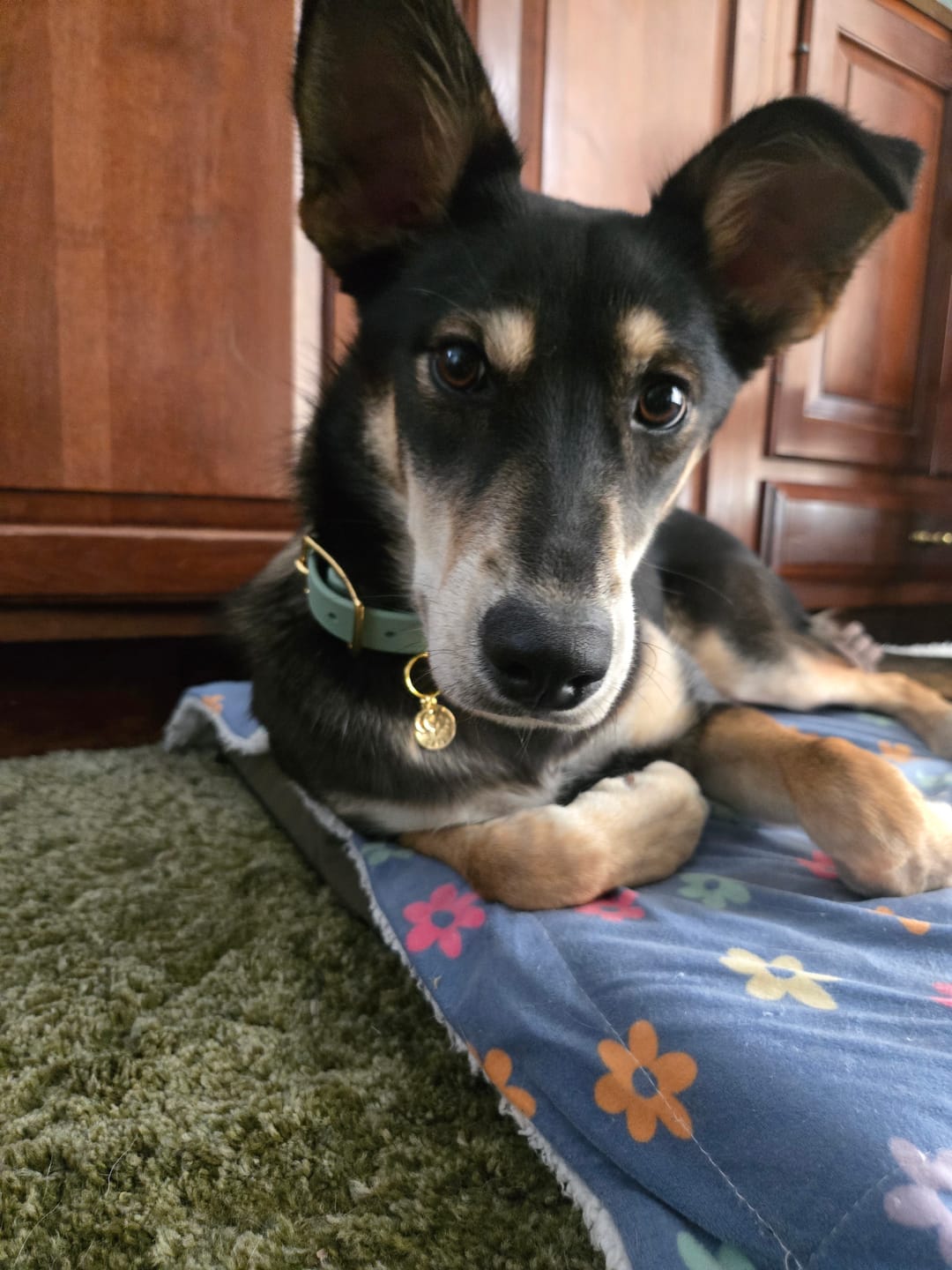Customer photo review of Sage - Classic Biothane Dog Collar
